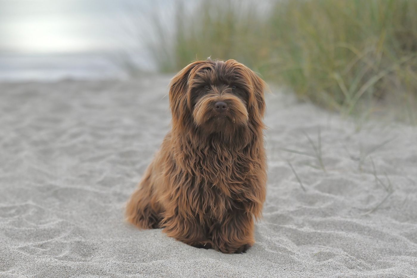 Havanese dog's long silky coat shown outdoors on a beach