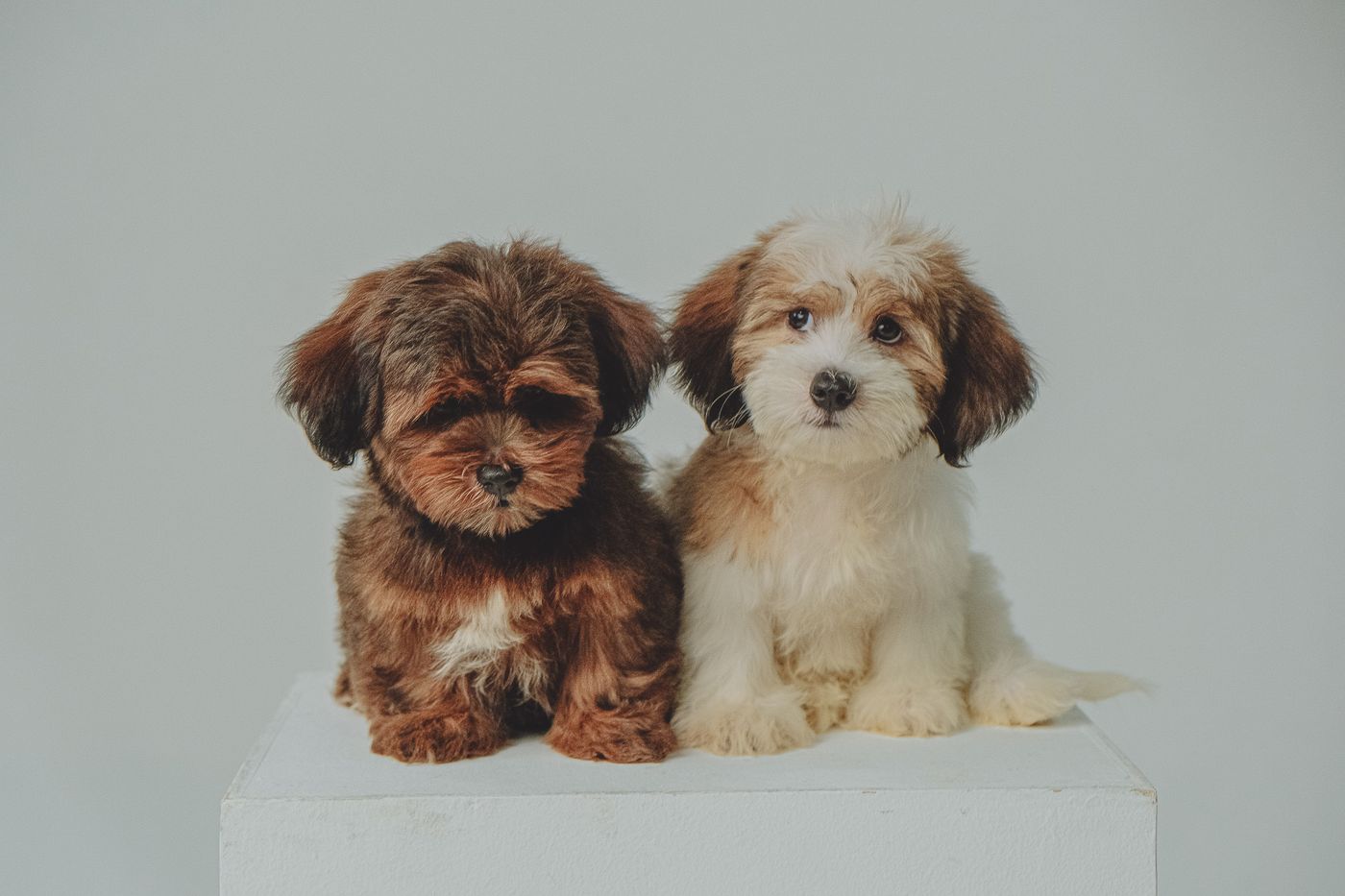 Two Havanese puppies, one chocolate and one cream, sitting side by side