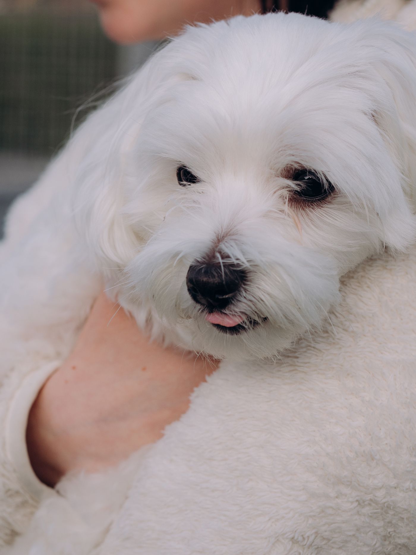 Close portrait of a Maltese dog's long silky white coat and dark eyes
