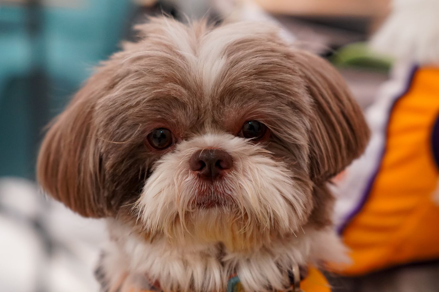 Close portrait of a brown and white Shih Tzu's long, silky double coat framing its face